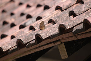 tile-roof-replacement