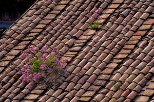 why maintain tile roof